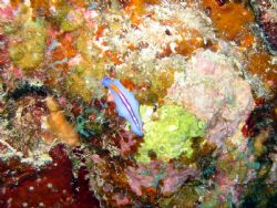 Cannon A40 Great Barrier Reef by Richard Kelley 